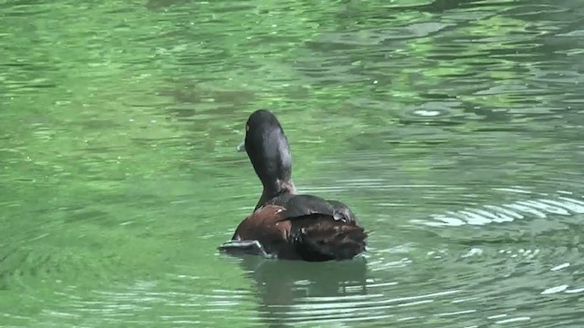 New Zealand Scaup - ML201617421