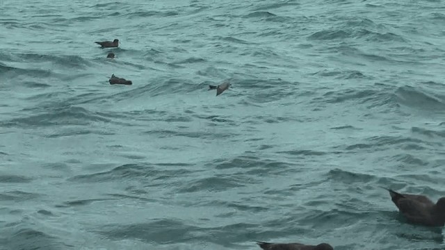 White-faced Storm-Petrel - ML201617441