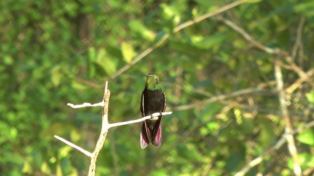 Dominikanermangokolibri - ML201617471