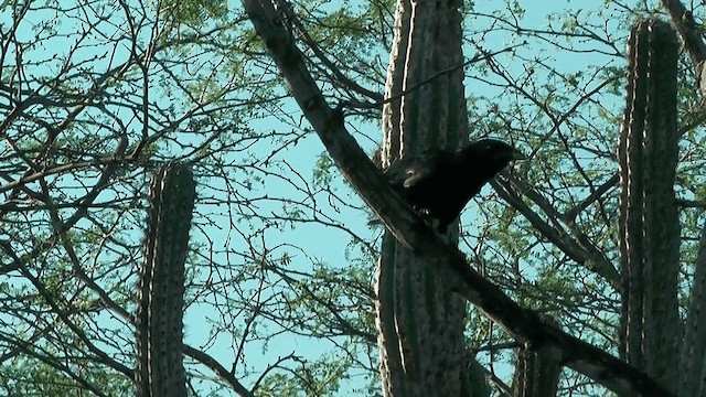 Hispaniolan Palm-Crow - ML201617481