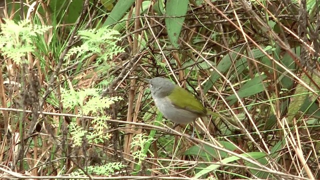 Green-tailed Warbler - ML201617491