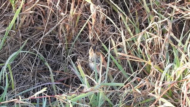 Saltmarsh Sparrow - ML201617511