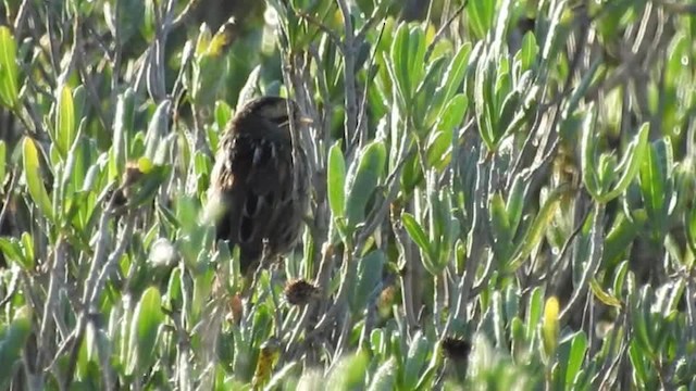 Saltmarsh Sparrow - ML201617531