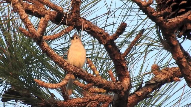 Tufted Titmouse - ML201617621