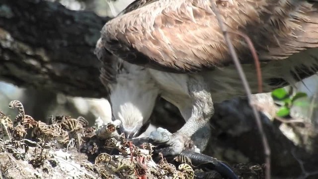 Osprey (carolinensis) - ML201617651