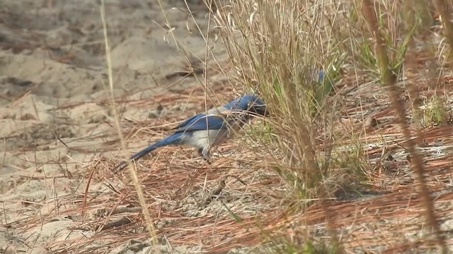 Florida Scrub-Jay - ML201617671