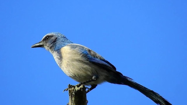 Florida Scrub-Jay - ML201617681