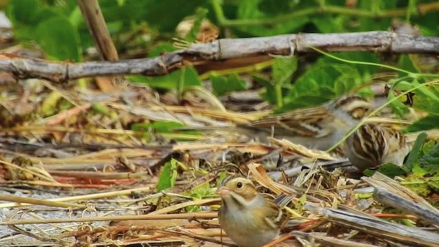 Clay-colored Sparrow - ML201617711