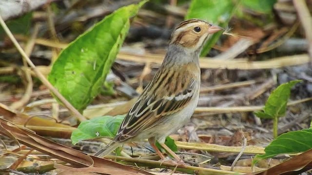Clay-colored Sparrow - ML201617721