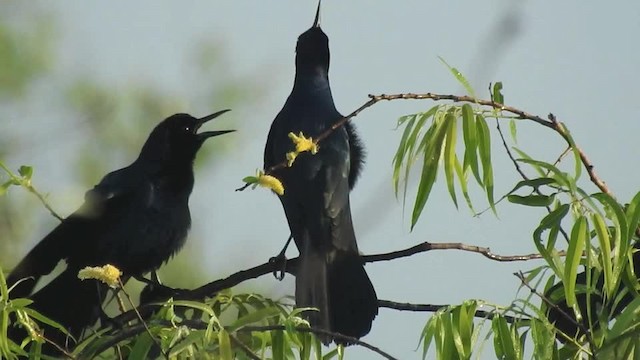 Boat-tailed Grackle (westoni) - ML201617731