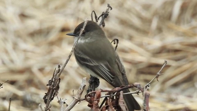 Eastern Phoebe - ML201617741