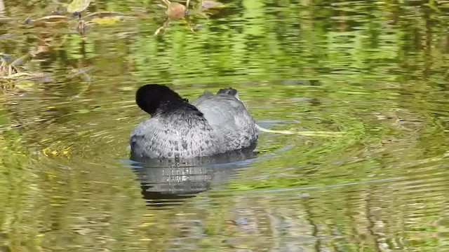 American Coot - ML201617791