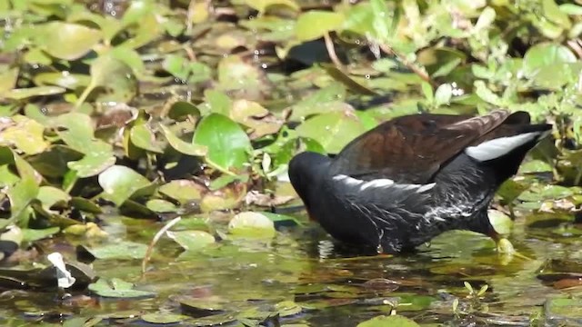 Common Gallinule (American) - ML201617801