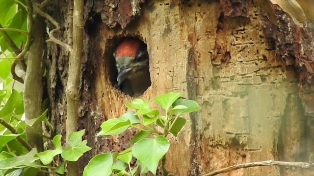 Great Spotted Woodpecker (Great Spotted) - ML201617881