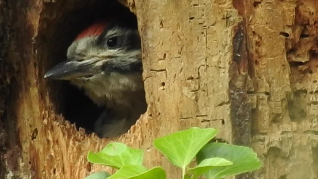 Great Spotted Woodpecker (Great Spotted) - ML201617891