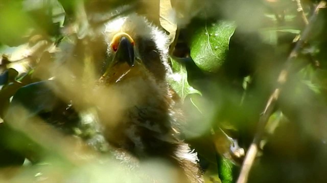 Western Marsh Harrier - ML201617981