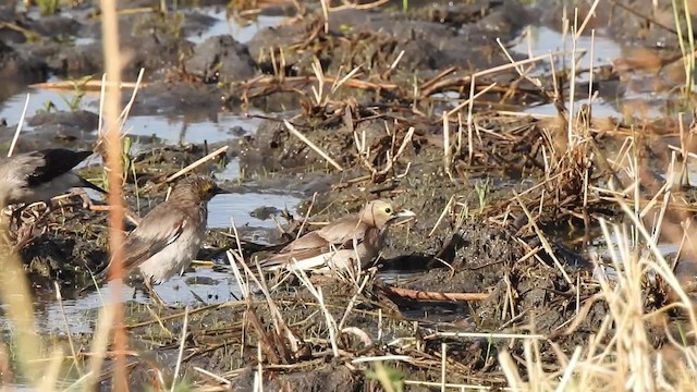 Wattled Starling - ML201618191