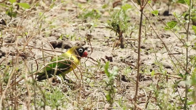 Yellow-collared Lovebird - ML201618201