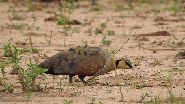 Yellow-throated Sandgrouse - ML201618211