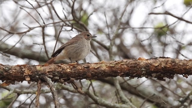 Familiar Chat - ML201618221