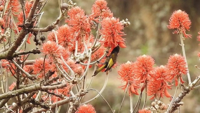 Golden-winged Sunbird - ML201618241