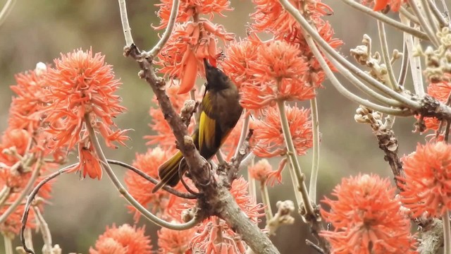 Goldschwingen-Nektarvogel - ML201618251
