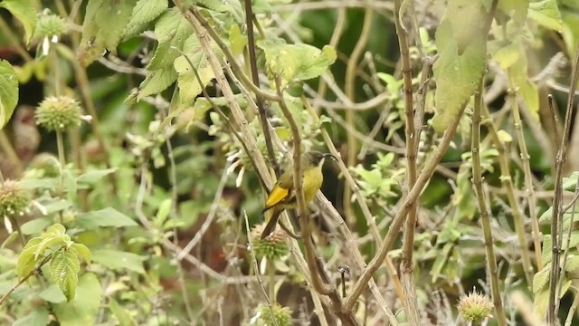 Souimanga à ailes dorées - ML201618261