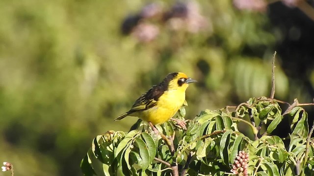 Baglafecht Weaver (Reichenow's) - ML201618301