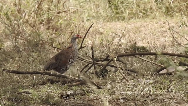 Francolin à poitrine grise - ML201618361