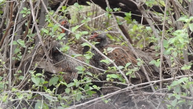 Francolin à poitrine grise - ML201618381