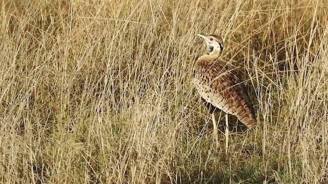 Hartlaub's Bustard - ML201618401