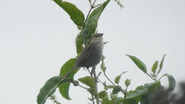 Hunter's Cisticola - ML201618411