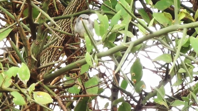 Karamoja Apalis - ML201618431