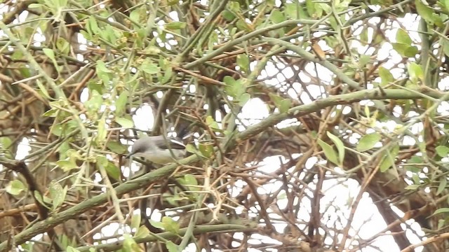 Maasai Apalis - ML201618451