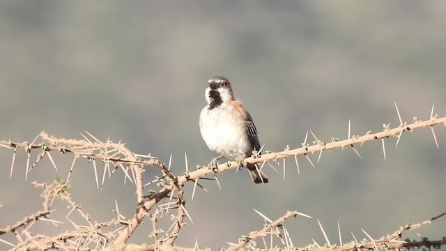 Moineau roux - ML201618461