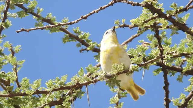 Малый ткач - ML201618471