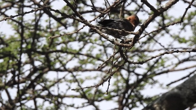 Red-throated Tit - ML201618511