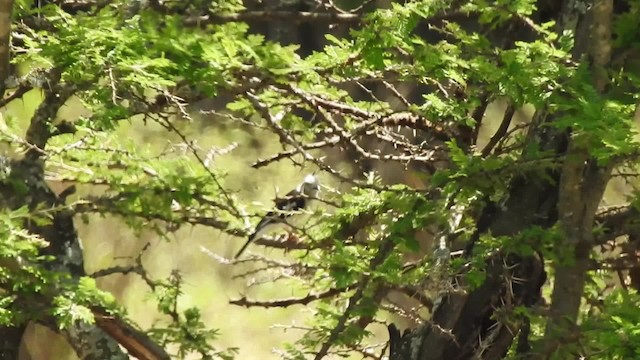 Gray-crested Helmetshrike - ML201618521