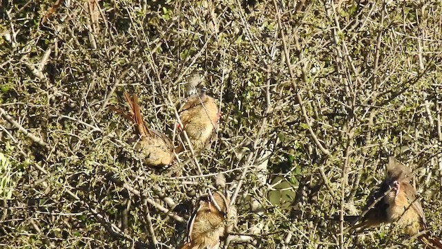 Speckled Mousebird - ML201618531