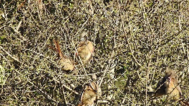 Speckled Mousebird - ML201618531