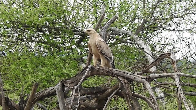 Tawny Eagle - ML201618541