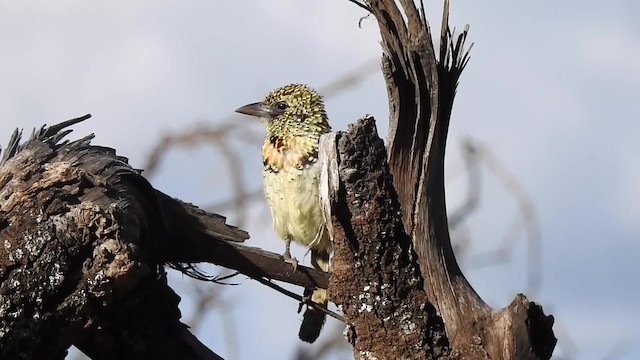 D'Arnaud's Barbet (Usambiro) - ML201618551