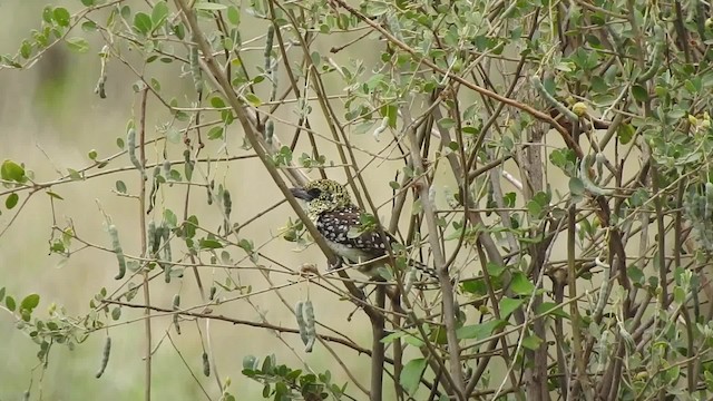 D'Arnaud's Barbet (Usambiro) - ML201618561