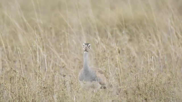 White-bellied Bustard (White-bellied) - ML201618571