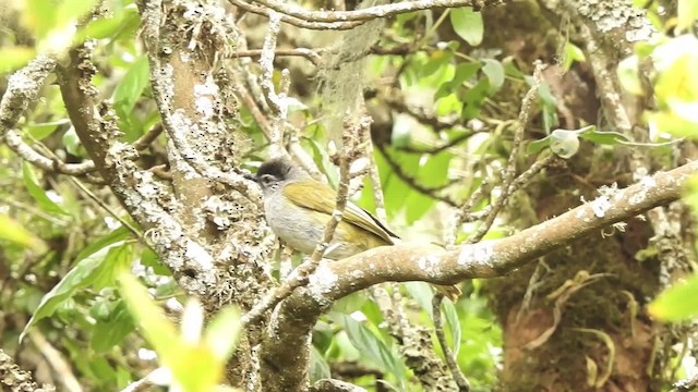 Black-headed Mountain Greenbul - ML201618581