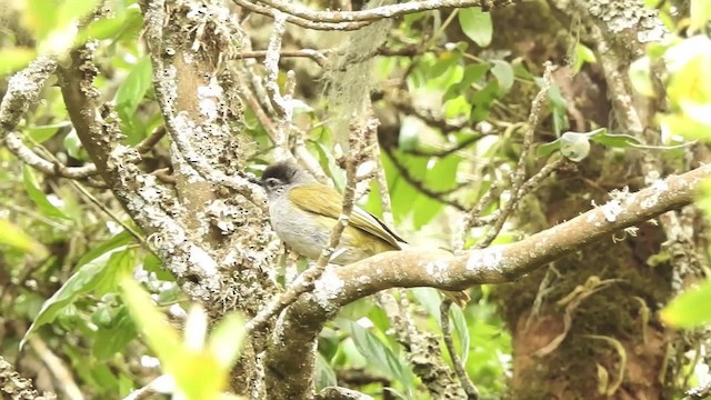 クロガシラアオヒヨ（nigriceps グループ） - ML201618581