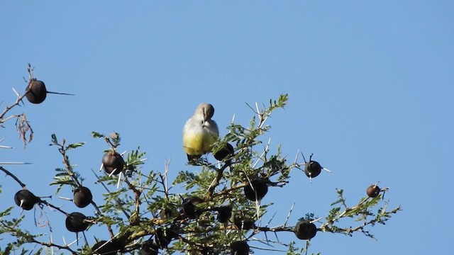 Yellow-bellied Eremomela - ML201618591