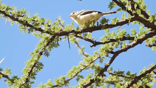 Prinia Ventripálida - ML201618601