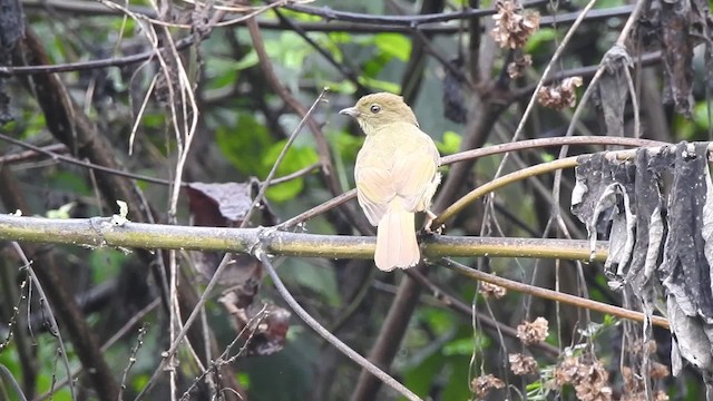 Little Greenbul - ML201618631