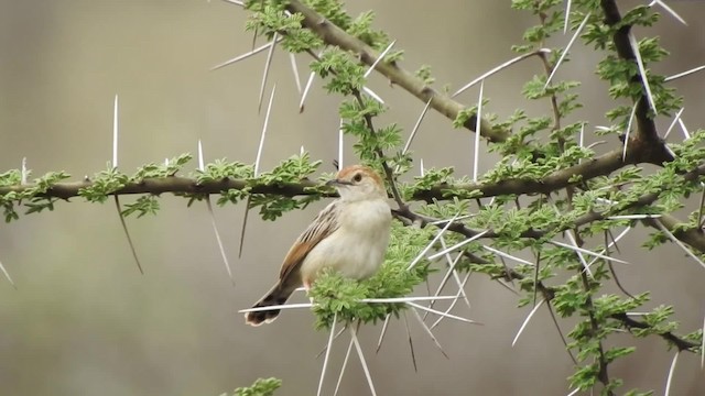 Croaking Cisticola - ML201618671